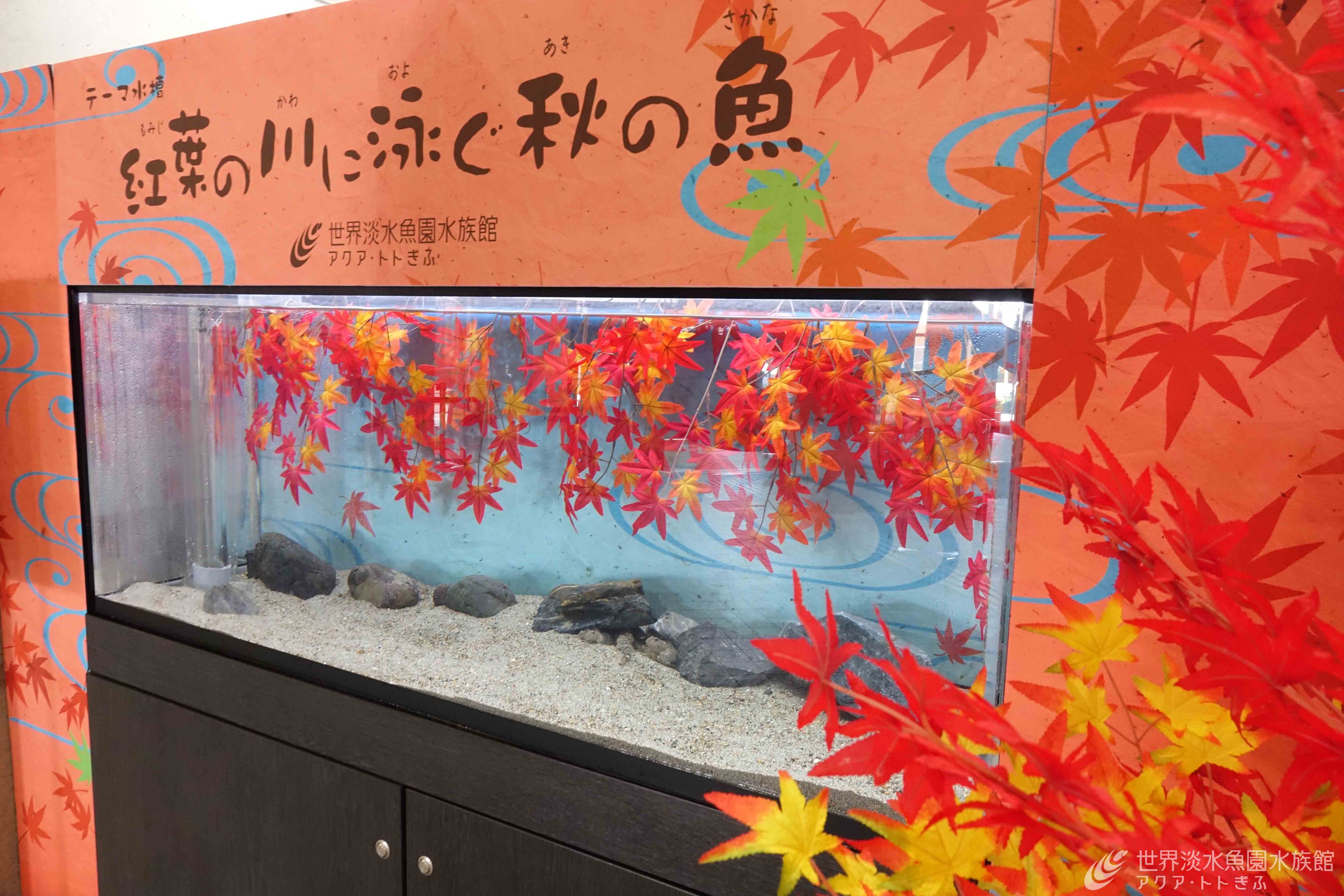 俳句に詠まれた秋の魚　鰍を展示します
