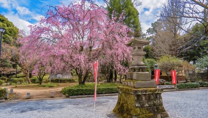 鑁阿寺|枝垂れ桜