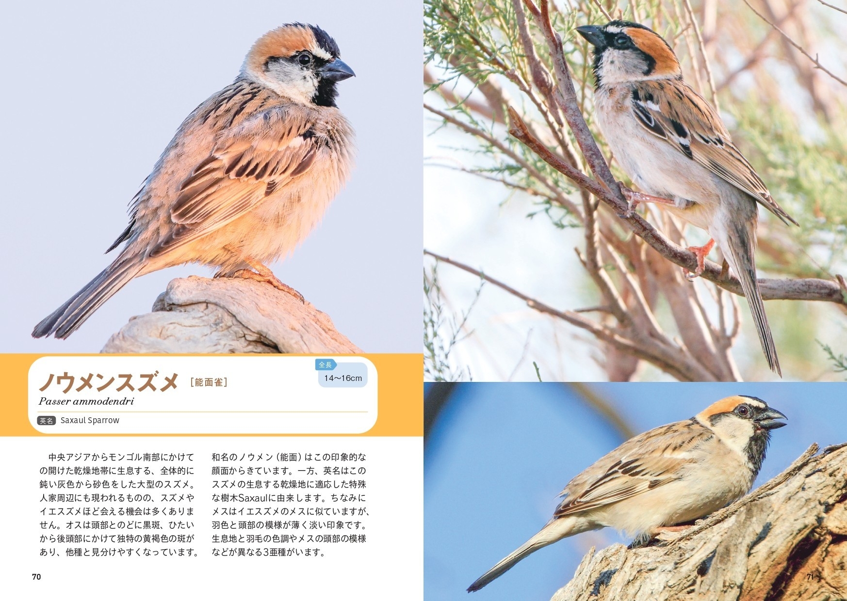 世界中で愛される28種のスズメ。その表情、しぐさ、個性を大紹介！『せ