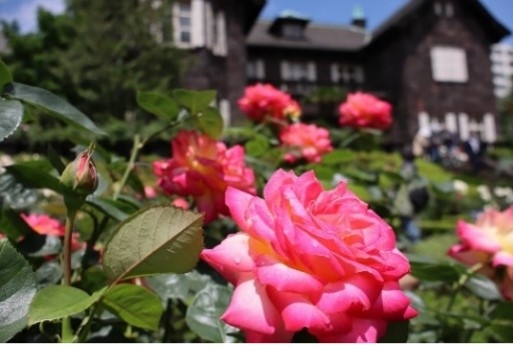 洋館とバラ(過去の様子)