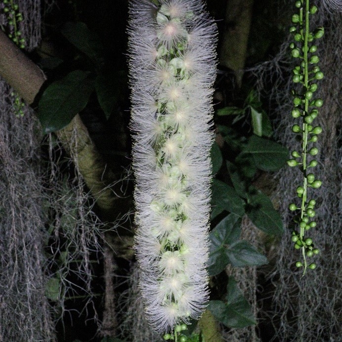 サガリバナ(令和4年撮影)