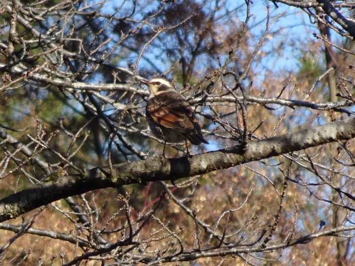 地面を跳びはねて移動します(ツグミ)