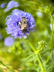 緑と花とミツバチが彩る夏へ　医療複合施設 i-Mall 「緑の回廊プロジェクト」 