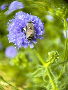 紫の花粉を集めるミツバチ