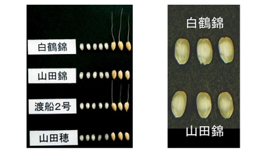 gfenezGyZVLQIb32qp7T.jpg?w=940&h=940