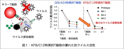 日本人COVID-19感染回復者で誘導され、長期間維持される強力なキラーT細胞応答を発見