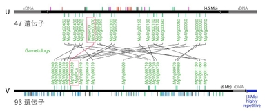 図1 ゼニゴケのメス性染色体（U）とオス性染色体（V）の遺伝子構成　縦線は各性染色体の上の遺伝子を示す。今回、同定したフェミナイザー遺伝子とその性染色体間相同遺伝子（ガメトログ）を四角で囲む。