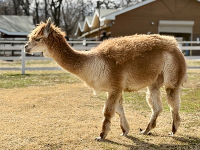 カレイちゃん(薄茶色)