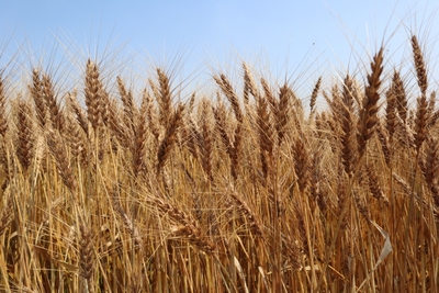 gkGceM1l02XxnQDFdDqI.jpg?w=940&h=940