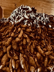 山積みになった５ｔのヤーコン