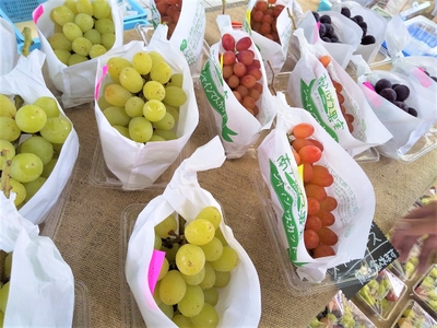 glmUSCthSG6wKcoqx5uh.jpg?w=940&h=940