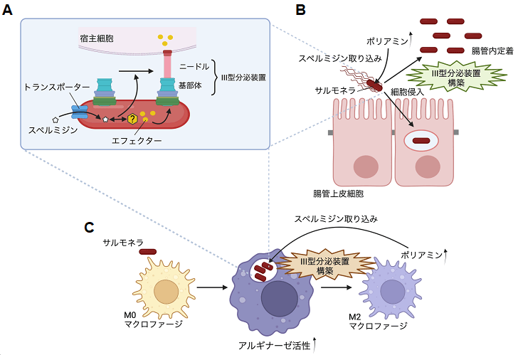 病原細菌サルモネラは宿主ポリアミンを利用し、病原因子III型分泌装置を構築することにより、感染する　— ポリアミンの制御は、細菌感染を抑制する可能性を発見 —