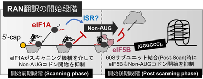 図2　本研究で解明されたRAN翻訳の開始段階の制御機構　eIF1AとeIF5BはどちらもAUGではない翻訳開始コドン「Non-AUGコドン」を見つけて抑制するが、それぞれが働くタイミングが異なる。