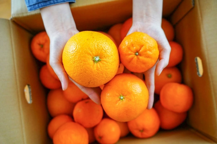 「訳あり」春かんきつお楽しみ袋5kg (伊藤農園) 税込価格:2,580 円 (送料無料)