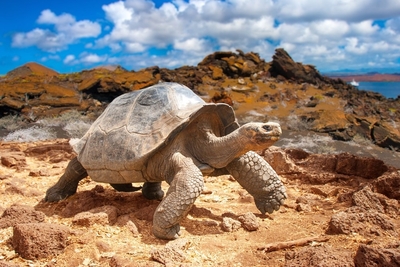 gxFL0Vdx5cCGSBkYLyLI.jpg?w=940&h=940