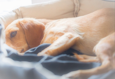 Sick dog rests in the pelvis after surgery, looking tired