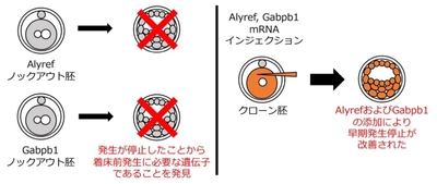 左：ゲノム編集による機能の阻害、右：遺伝子発現操作による発生の改善
