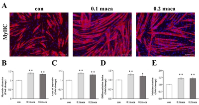 マカが骨格筋細胞の生育・成長を促し、筋肥大をもたらすことを発見