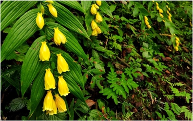 【六甲高山植物園】山里の貴婦人 「キイジョウロウホトトギス」が見頃を迎えました！