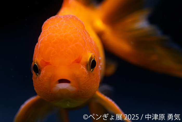 金魚 展示作品:中津原勇気(2)