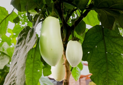 h3jYiHPRd2r7AbNT7Lf9.jpg?w=940&h=940