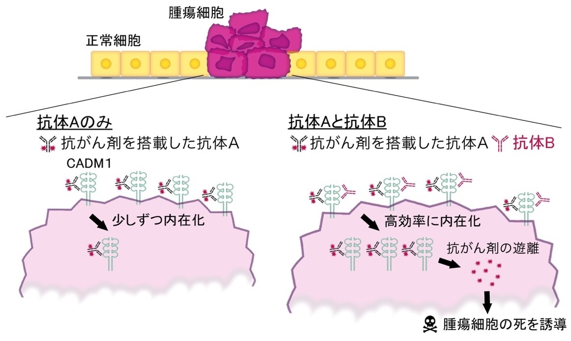 図1 がん細胞に抗体Aと抗体Bが機能するメカニズム 左:抗体Aと抗がん剤を用いた抗体薬物複合体を投与した場合、右:抗体Aと抗がん剤を用いた抗体薬物複合体と抗体Bを投与した場合