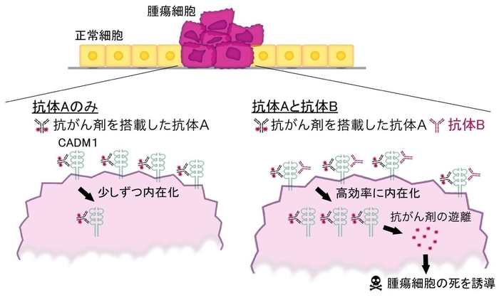 図1 がん細胞に抗体Aと抗体Bが機能するメカニズム 左:抗体Aと抗がん剤を用いた抗体薬物複合体を投与した場合、右:抗体Aと抗がん剤を用いた抗体薬物複合体と抗体Bを投与した場合