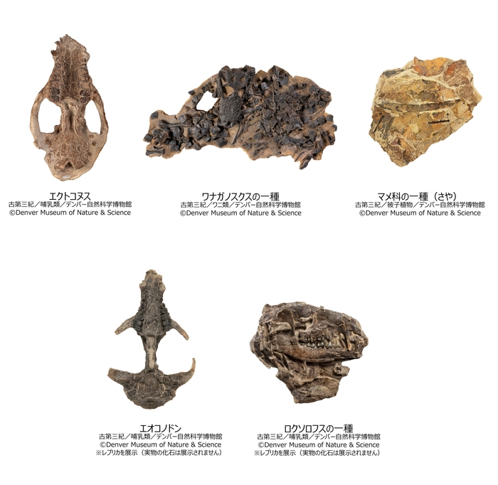 デンバー自然科学博物館 展示物