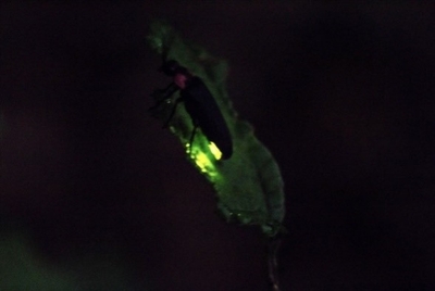 ▲淡路島で見れる姫蛍