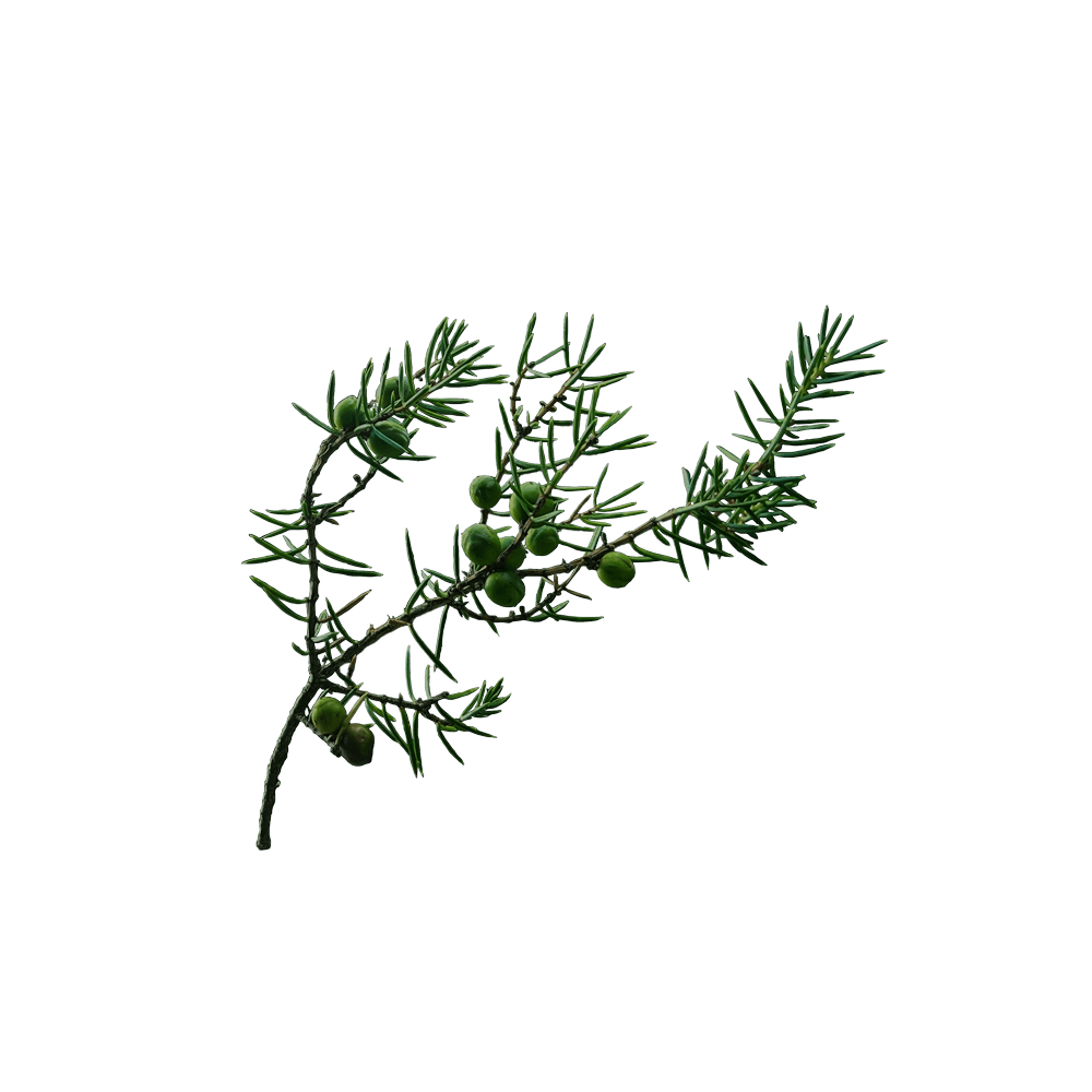 国産のネズミサシ(ジュニパー)