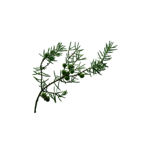 国産のネズミサシ（ジュニパー）