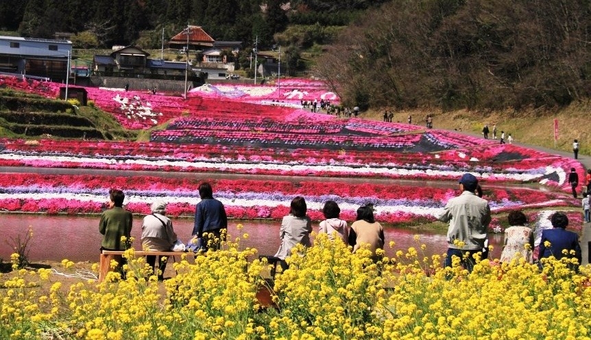 第14回大道理芝桜まつり開催中