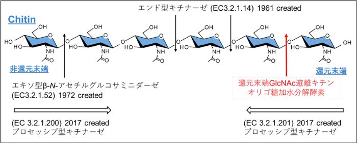 キチンを分解する新しいタイプの酵素「MoChia1」を発見　イネの重大な病害「いもち病菌」の感染を防ぐ薬剤の開発に寄与