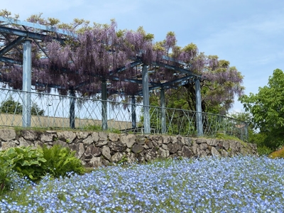 ネモフィラ（4月下旬～5月中旬）