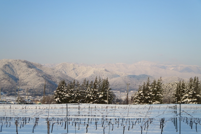 サンサンワイナリー冬景色