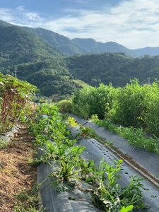 hNjs4keOhq5MHN7mtYbX.jpg?w=940&h=940