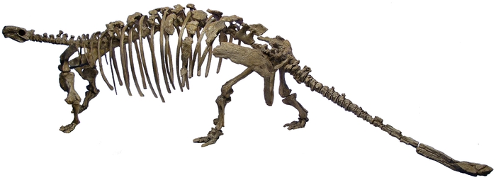 タラルルス・プリカトスピネウス(後期白亜紀)