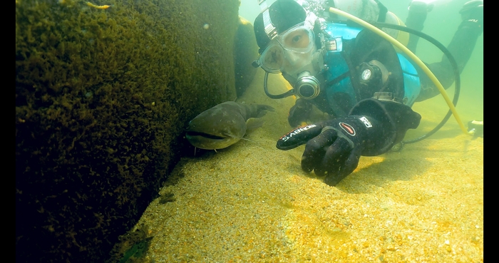 渡辺美佳アナウンサーがナマズを発見!