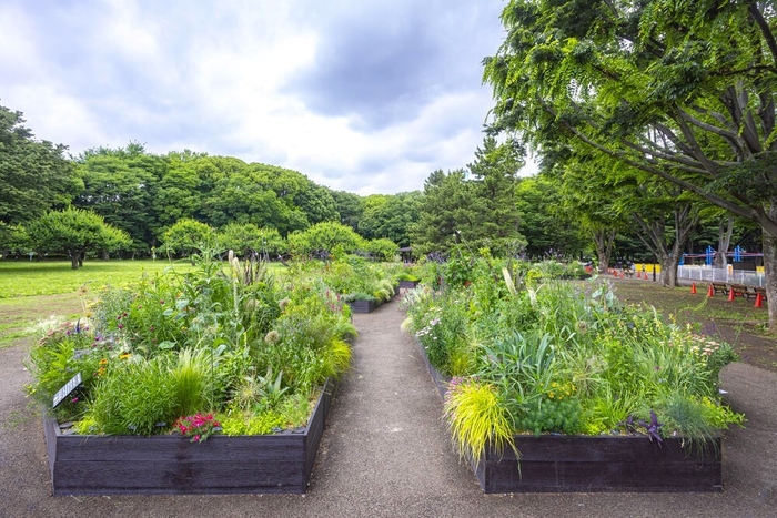 第3回砧公園のガーデンの様子