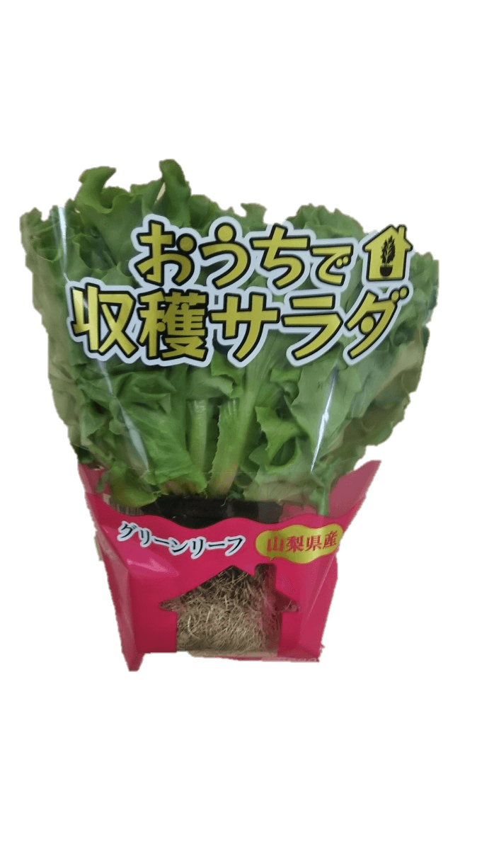 おうちで収穫!?首都圏ライフで「おうちで収穫サラダ」4種類を販売中!~手軽に食育体験ができる~
