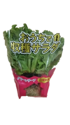 おうちで収穫！？首都圏ライフで「おうちで収穫サラダ」4種類を販売中！～手軽に食育体験ができる～
