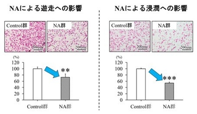 図2　ネルボン酸（NA）によるTNBC細胞の遊走、浸潤抑制作用　（**p < 0.01、***p < 0.001）