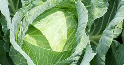 hVU1xLwUr2iX4jrWtac4.png?w=940&h=940