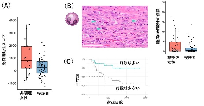 図2 食道SCC内の免疫細胞の活動性 (A) RNA発現データからの免疫活動性スコア。女性非喫煙者の腫瘍内の免疫活動が男性喫煙者と比べ高いことが分かる。 (B) 左)病理標本で好酸球(青の矢印)を検出。 右)男性喫煙者と比べ、女性非喫煙者の食道がんには多くの好酸球が同定された。 (C) 好酸球が多い食道がん患者は術後の予後が良好である。