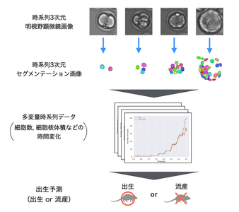 図1　本研究で実施したマウス胚の出生予測