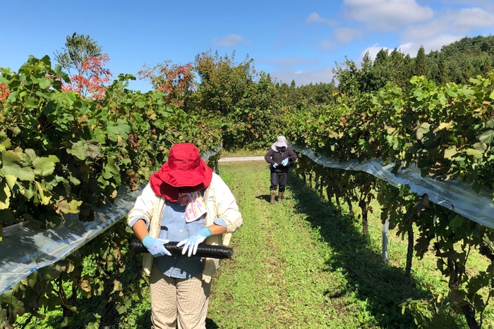 農福連携(サンサンワイナリー)