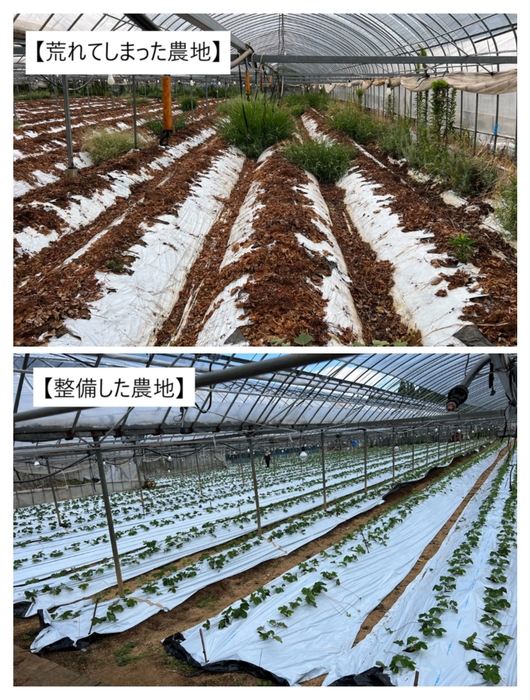 いちご農園整備前整備後