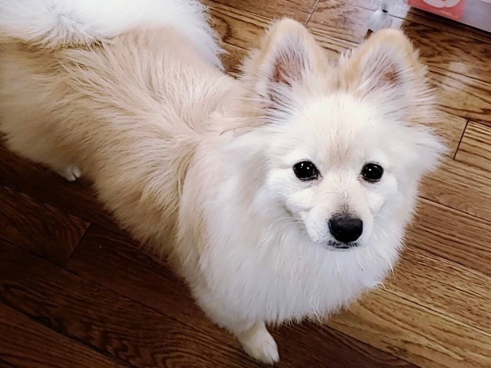 たまにしか出勤していないティアラさん、お散歩中に会えたら良いことがあるかも!