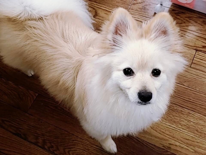 たまにしか出勤していないティアラさん、お散歩中に会えたら良いことがあるかも!