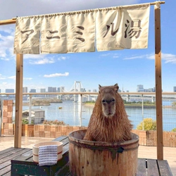「アニミル湯　はじめました！」 次世代都市型ふれあい動物園「Animeal(アニミル)」に カピバラのぽっかぽっかなお風呂が今年も登場！